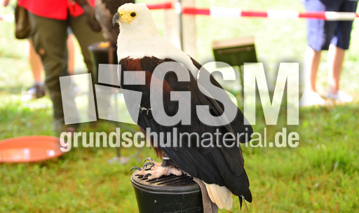 Schrei-Seeadler (2).jpg